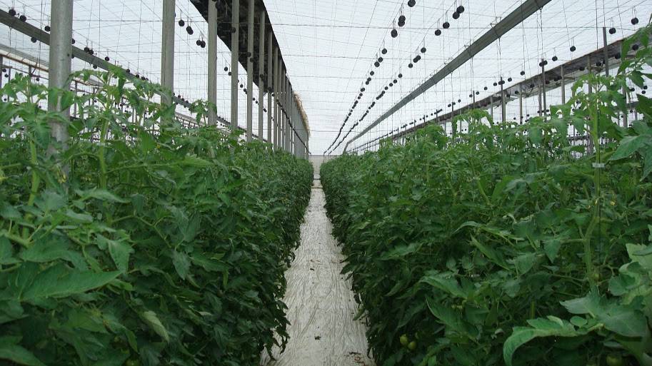 tomate entutorado|entutorado danés